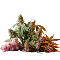 Cannabis