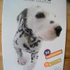 THE DOG COLLECTION (2005), LEER ALBUM, NEU